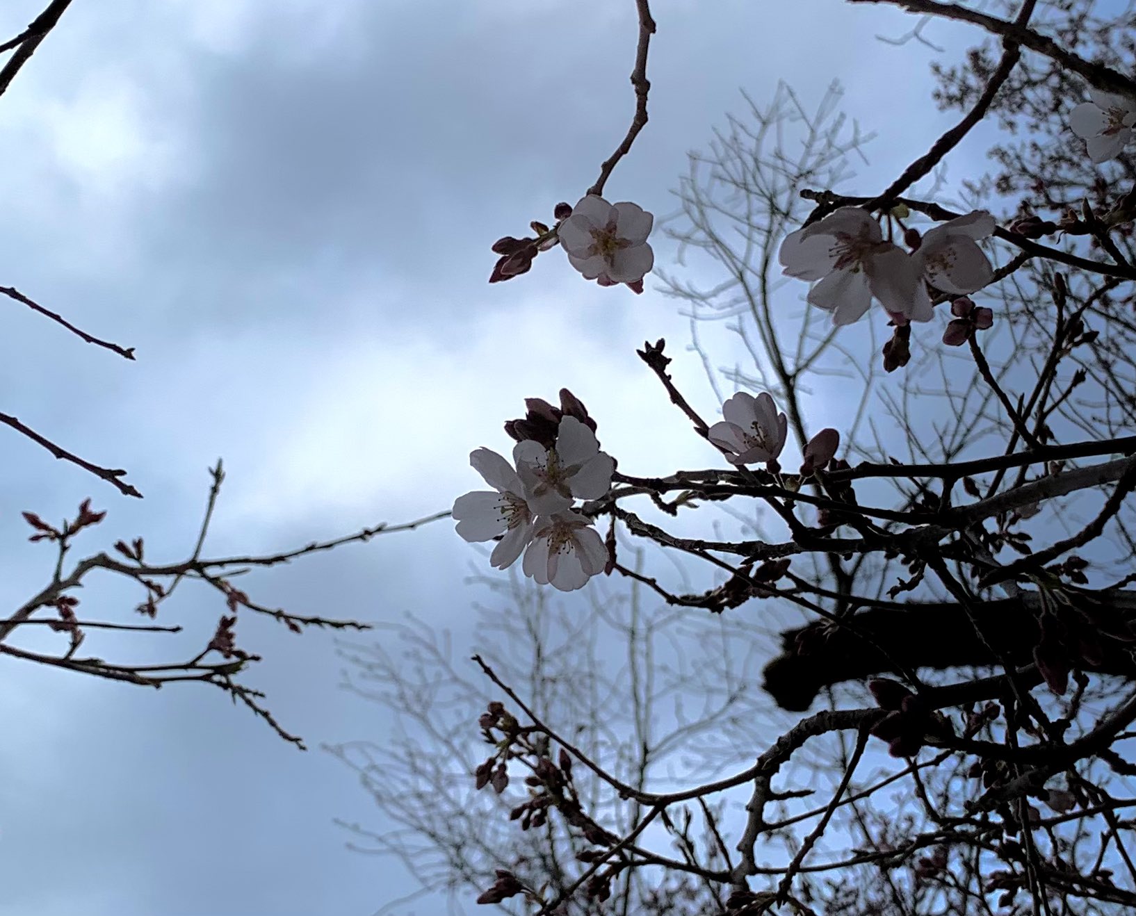 貞子 Sadako 公式 もう開花発表の時期なんだねー ところでソメイヨシノって 接ぎ木で増えるクローン繁殖の木なんだね ダビングで増える私と似てて なんだか親近感 ご近所で咲いた桜を早速念写したら 曇天も相まって不穏な仕上がりに 笑