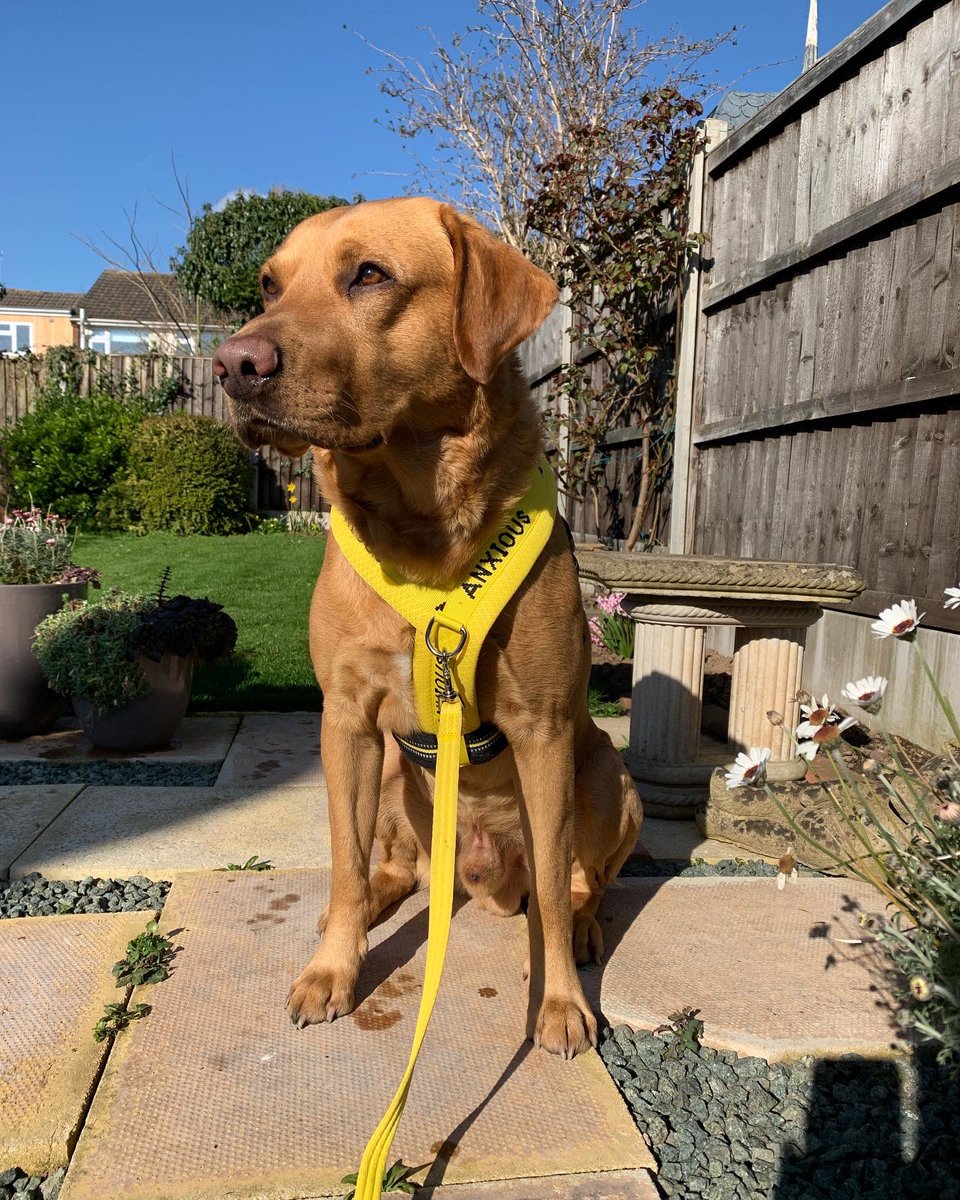 Leocharleyandme's tweet photo. What if everyone knew? 

#dogsinyellow day 

If they did the lives of Leo and countless other anxious dogs could change for the better and owners would be able to relax a little. 

Spread the word about the #YellowArmy and help the dogs who need a little tlc. #anxiousdogs
# https://t.co/WL9gGeRUBs