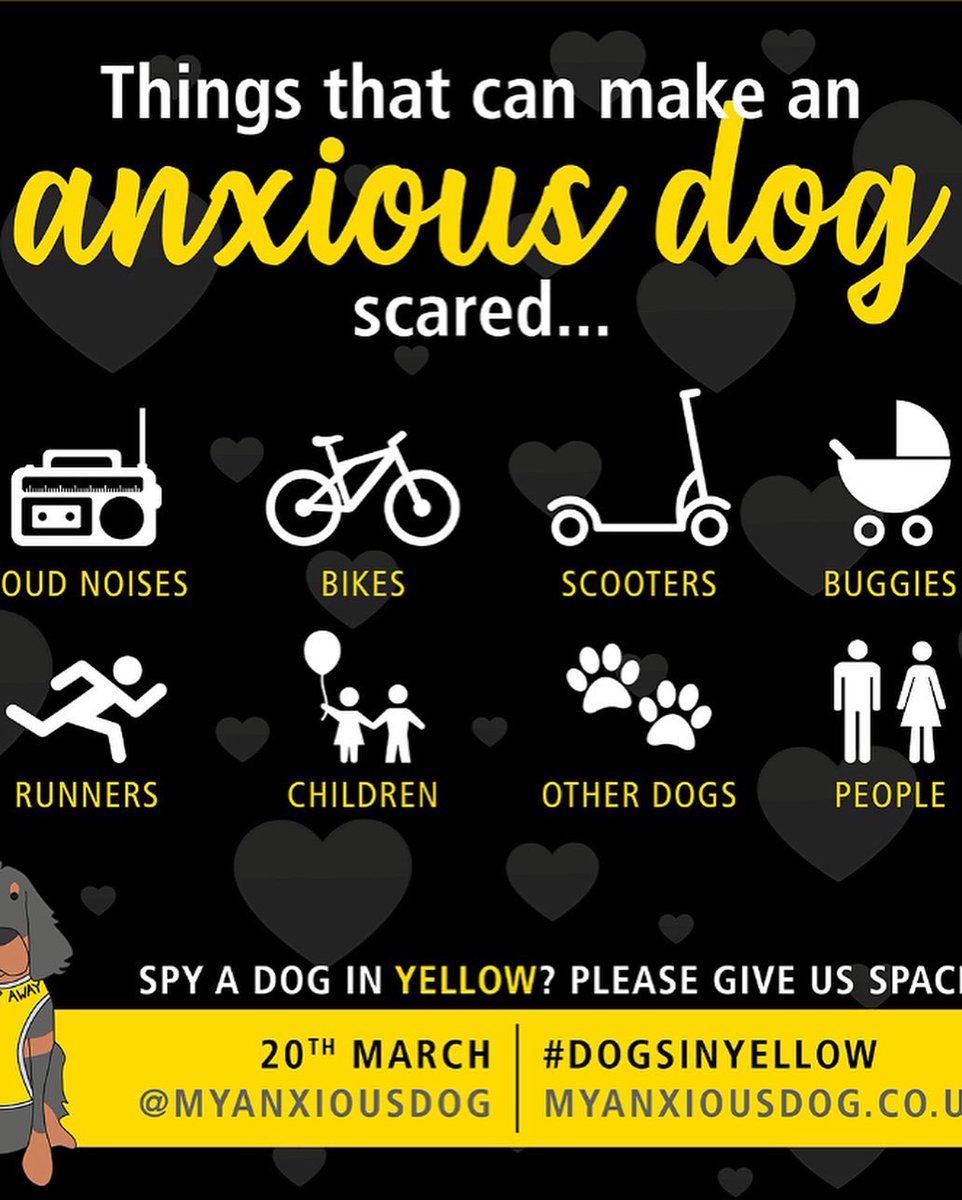 Leocharleyandme's tweet photo. What if everyone knew? 

#dogsinyellow day 

If they did the lives of Leo and countless other anxious dogs could change for the better and owners would be able to relax a little. 

Spread the word about the #YellowArmy and help the dogs who need a little tlc. #anxiousdogs
# https://t.co/WL9gGeRUBs