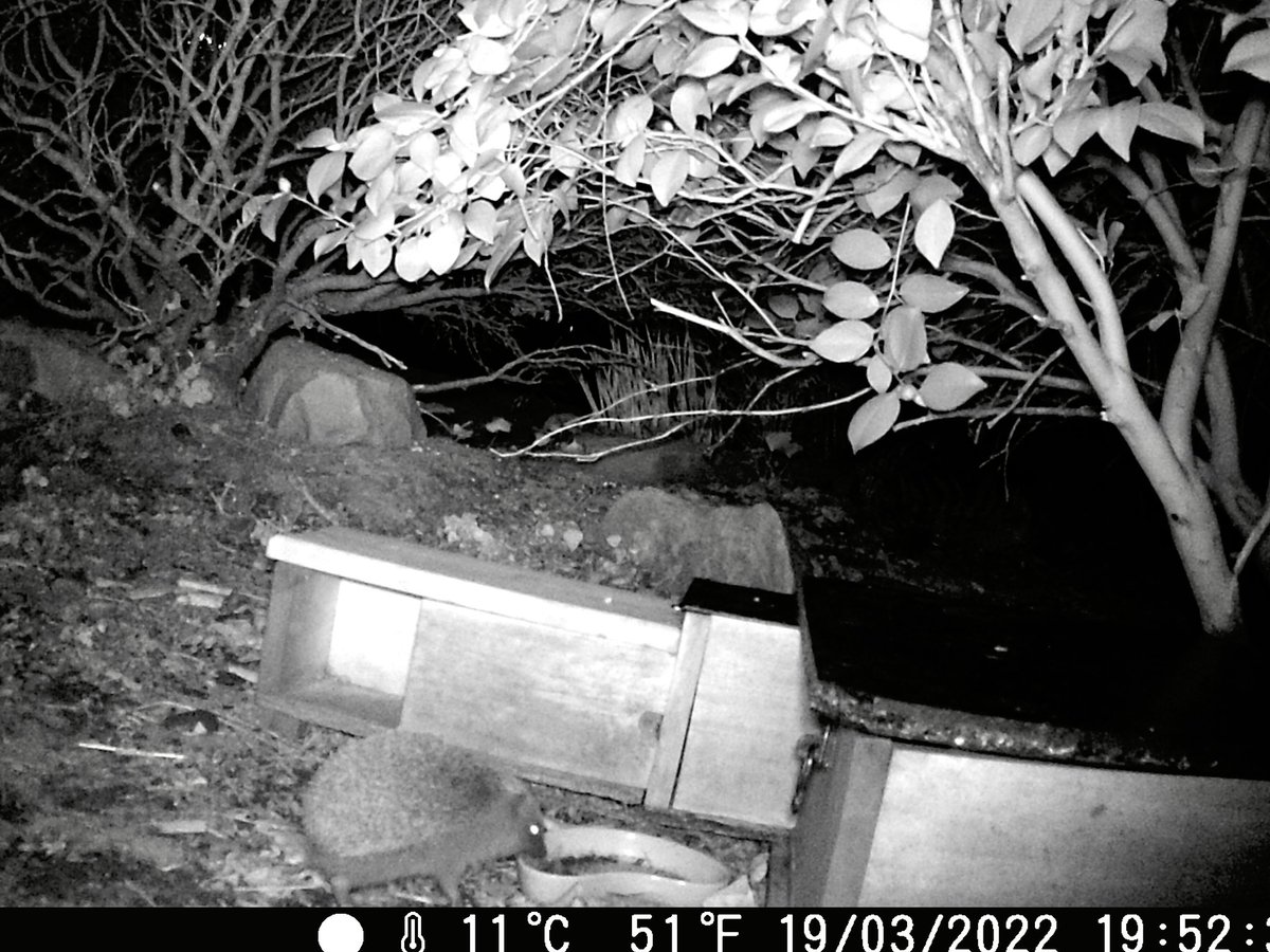 AuntyEmesis's tweet photo. Guess who’s back?! #NeumannsNatureWatch #hedgehogs #prickles https://t.co/j0g2gePwOJ