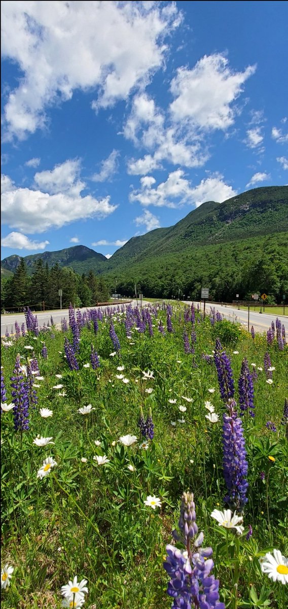 NewHampshireDOT's tweet photo. Happy first day of Spring!
"Spring is the time of plans and projects."
- Leo Tolstoy
If you would like to learn more about ours click:
https://t.co/nI50L6kyDR
#plans
#projects
#ibuildnh
#proudtobenhdot https://t.co/Q3AoktL6Er