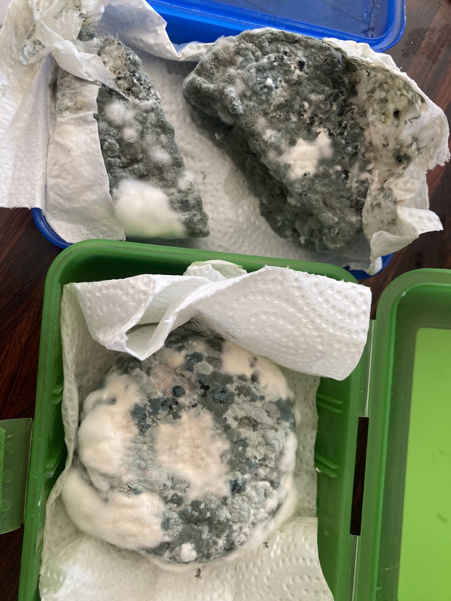 luckow's tweet photo. #sceptical THIS! #vegan #bluecheese #cashewbert https://t.co/DffNoVjTkZ
