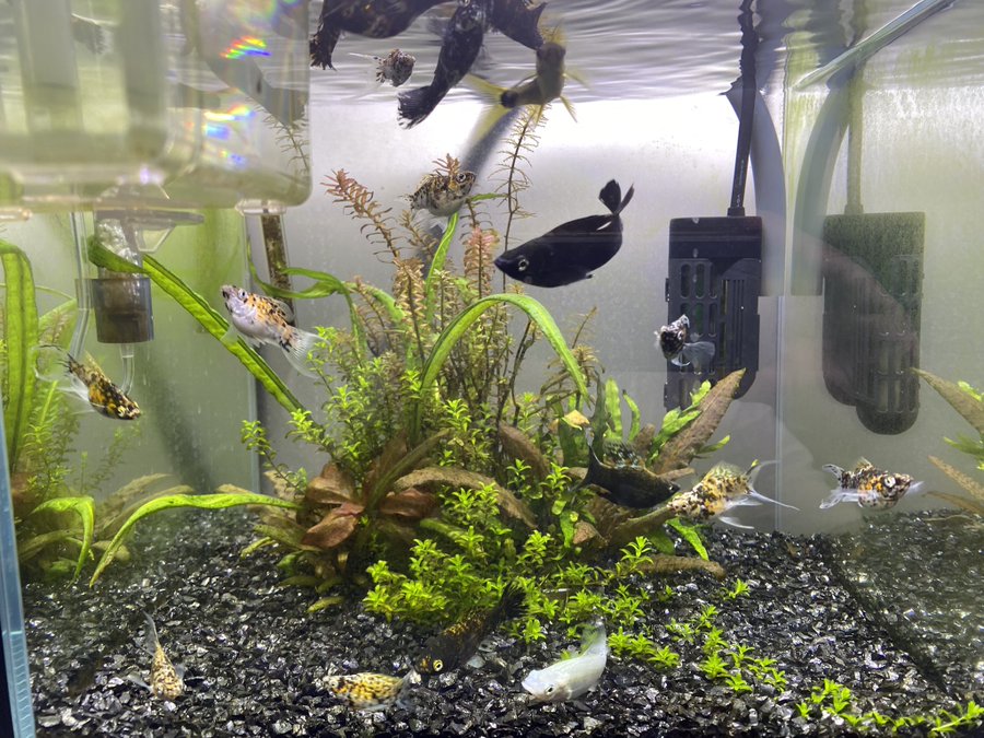 バルーンモーリーとはどんな魚なのか 混泳についてや飼育について紹介 あにまろ る