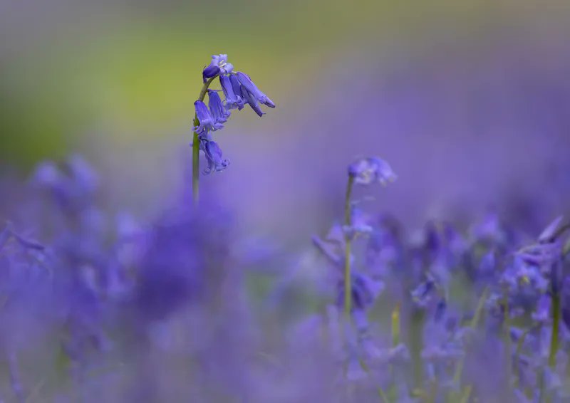DevonWildlife's tweet photo. Spring is officially here! Today marks the spring equinox when night and day are in equal length. Bring on the bird song, bluebells, tree blossom and butterflies! What spring highlight are you looking forward to?

📷 Jon Hawkins Surrey Hills Photography #ConnectToNature https://t.co/4rEFCxuQcf
