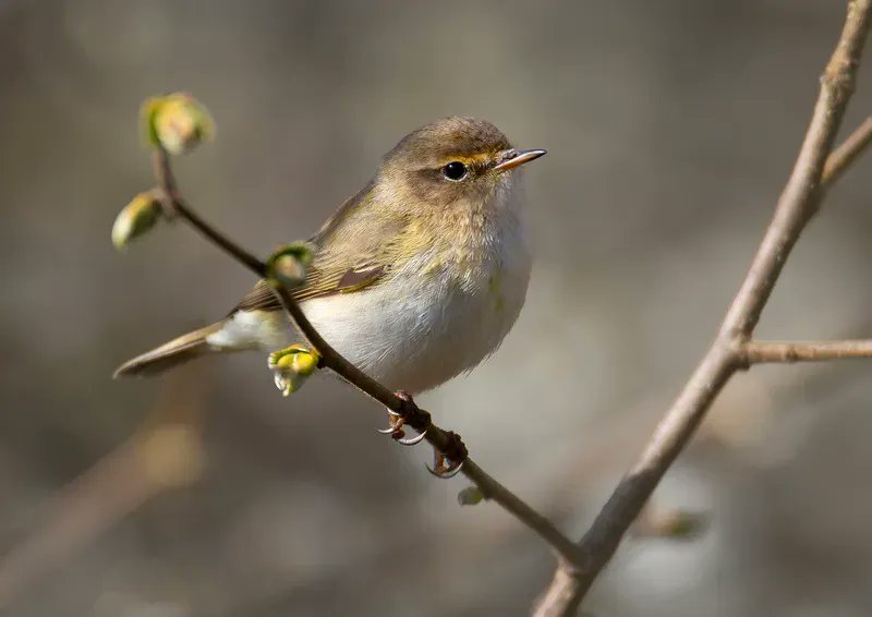 DevonWildlife's tweet photo. Spring is officially here! Today marks the spring equinox when night and day are in equal length. Bring on the bird song, bluebells, tree blossom and butterflies! What spring highlight are you looking forward to?

📷 Jon Hawkins Surrey Hills Photography #ConnectToNature https://t.co/4rEFCxuQcf