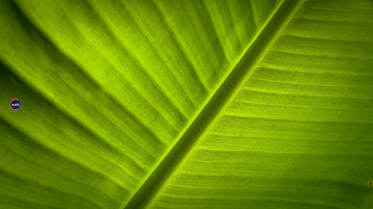 ocelliarts's tweet photo. New Life 20.3.22
It’s #spring now … time for #newlife to #blossom amidst the concrete jungle.
Hard but, sometimes we see small saplings trying to live its #life in whatever #sunlight it gets
-
#bananaleaf #springtime #leaf #patternphotography #greenleaf https://t.co/KD2MWXxkv2