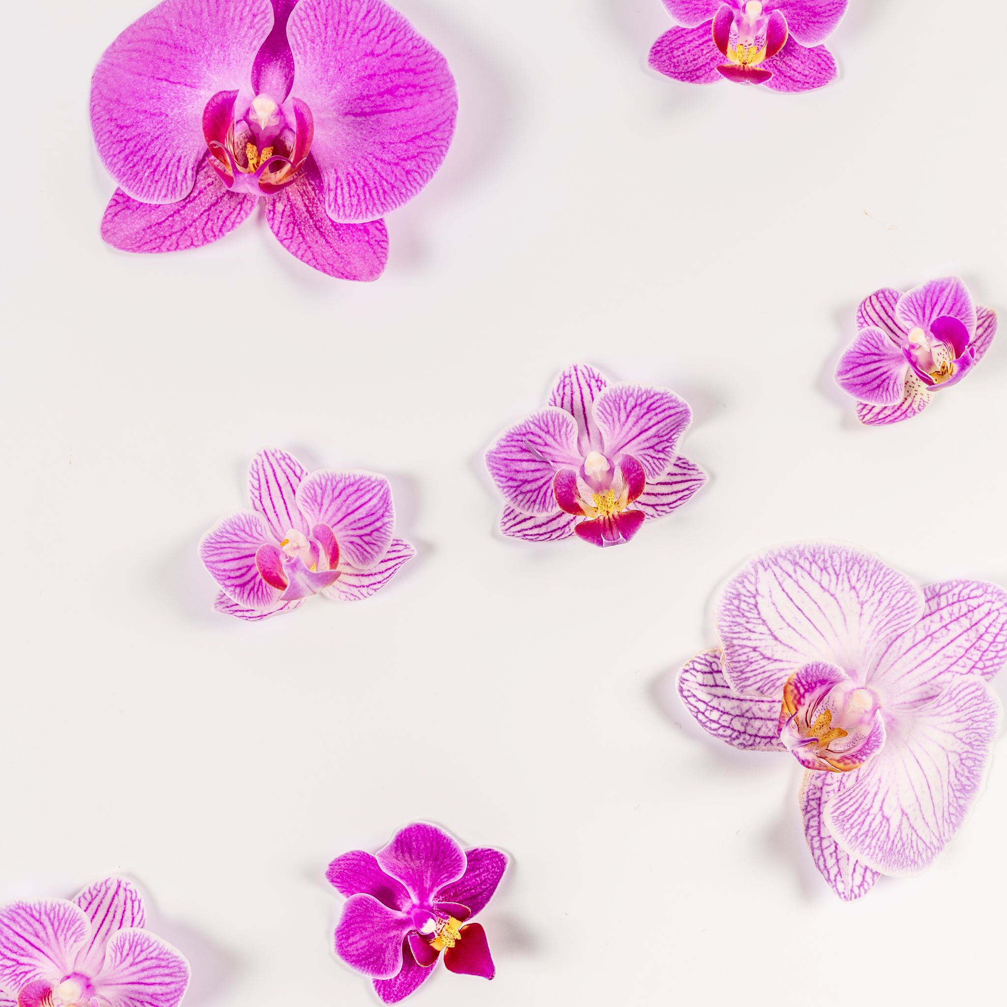 Love Orchids On Twitter: 