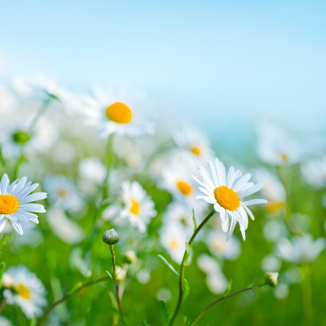 VoiceB0X's tweet photo. Hello Spring 👋🏼

Spring into a new season with the perfect emoji to accompany your content 👀

🤧👒🌂🐤🐣🐥🦆🐞🐑🐓🌿🍃🌾🌸🌼💐💫✨⛅️🌦☔️🌽🥤🍫🪁🏕💛💚⏰🛹🤩🐛🦋🪴🥕🥞

#VoiceBox #MultiPlatformMarketing #SocialMediaMarketing #SchedulingPlatform #SocialMedia #Spring https://t.co/q54GP65TXn