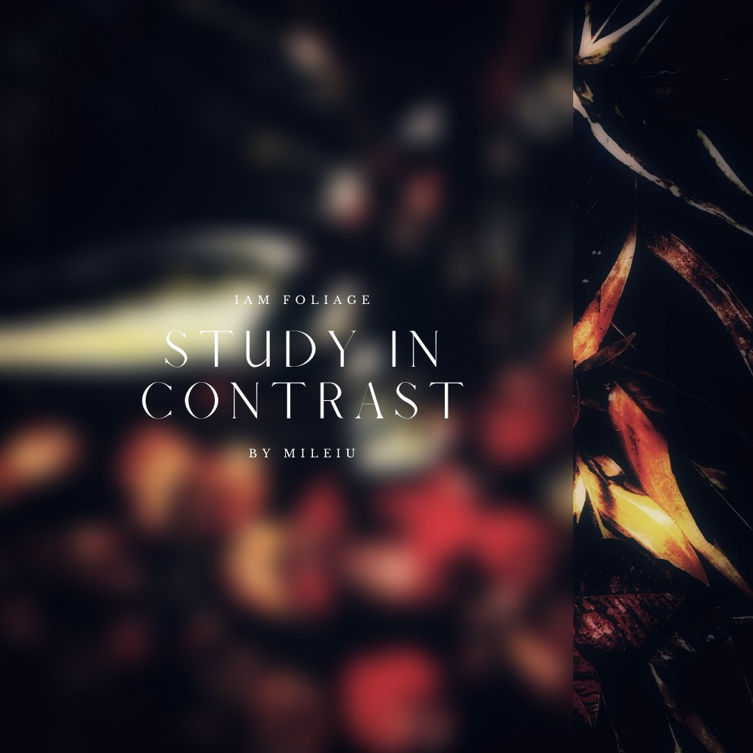 IAM_NFT_ART's tweet photo. “STUDY IN CONTRAST”

IAM FOLIAGE is coming to Opensea on the 21st of March at 12:30 PM GMT

#nftartwork #rarible #metaverse #btc #nftsstories #digitalartist #animation #cryptonews #modernart #digitalcollectibles https://t.co/752D6dNPkp