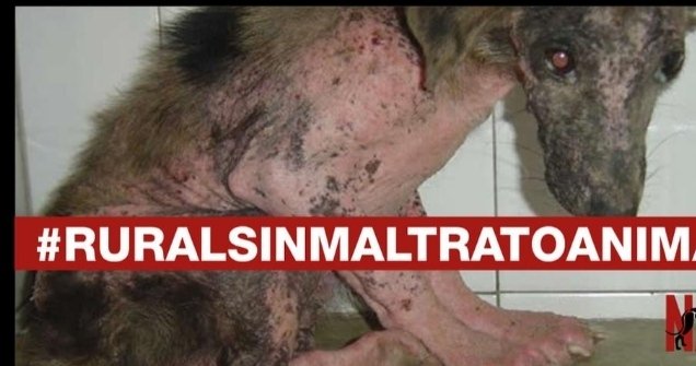 Plataforma NAC #NoALaCaza tweet media