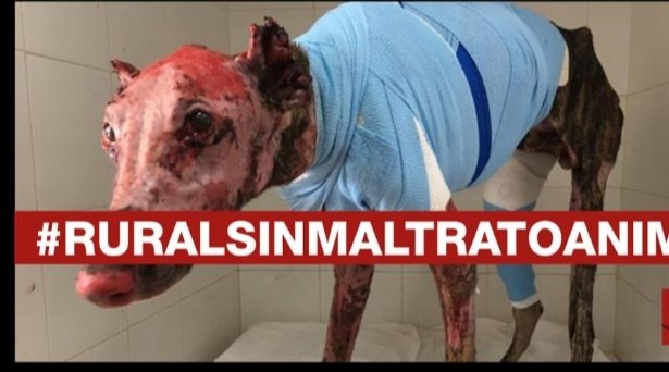 Plataforma NAC #NoALaCaza tweet media