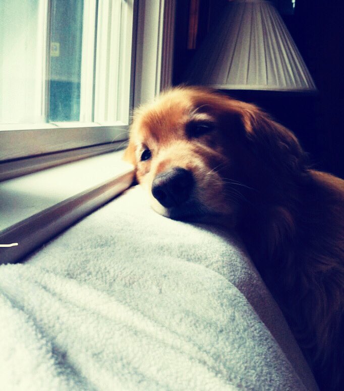 CrisGrey9's tweet photo. Choco está en modo Domingo.
#domingueos #AmorPerruno #Ruben #Alba #Choco #Yako #Oreo #Drako #HEIYMA https://t.co/rrHLfSqsHI