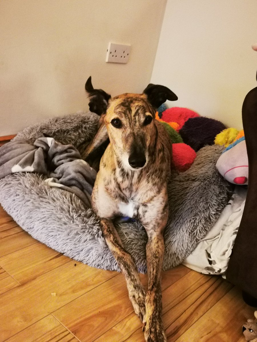 I just woke up and already she's taking photos of me... 🙄 Go do something useful lady, like make me and lil Hoo some pancaykos 🥞 #greyhounds #dogsoftwitter