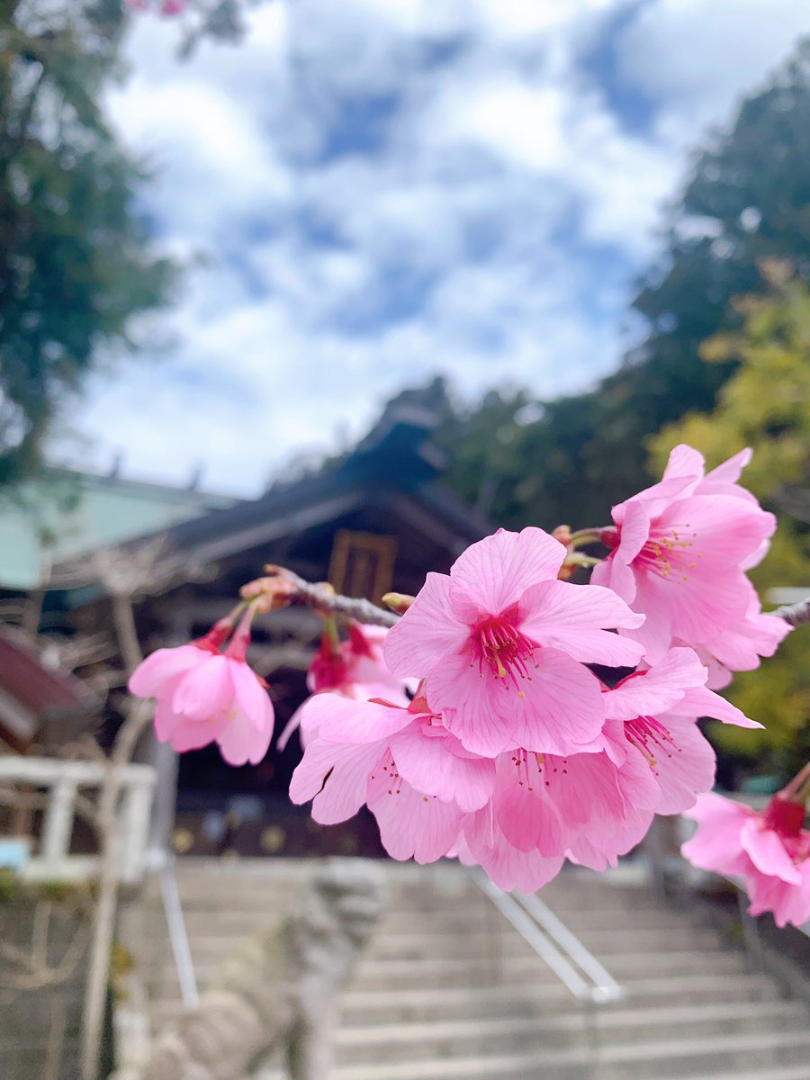 Traaaveler73's tweet photo. 🌸桜🌸

天津神明宮の桜✨
ピンク色がとっても可愛い❤️

そこで引いたおみくじ
宮司の一言みくじ⛩
『文句を言っても始まらない』
精進します。。。

#桜
#千葉
#天津神明宮
#宮司の一言みくじ
#おみくじ https://t.co/n0CvevvURI