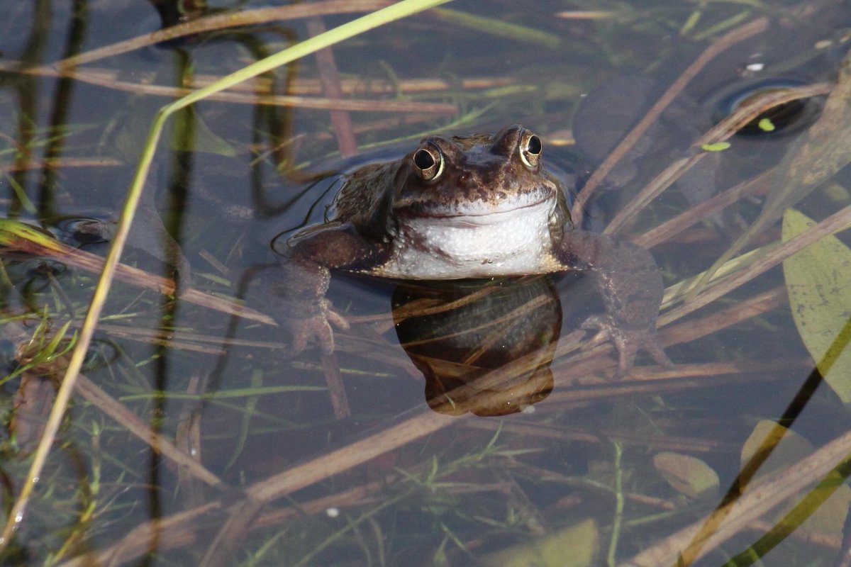 dornochlassie's tweet photo. #WorldFrogDay #WorldHappinessDay #smilingfrog https://t.co/zW6ERLWnE2