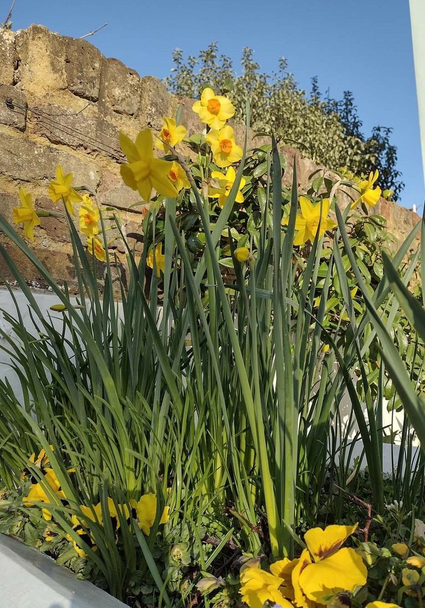 Alle12Cath's tweet photo. Have a lovely Sunday 💙💛💙💛💙 https://t.co/G04qWg4IeC