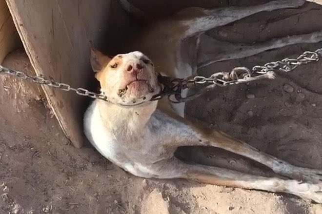 GladiadoresPaz's tweet photo. ¡Que no te engañen! No se manifiestan porque hay un ataque al mundo rural, lo hacen porque la nueva Ley de Protección Animal los dejará sin poder utilizar y maltratar a sus perros y tampoco podrán pegar tiros a lo loco.

#RuralSinMaltratoAnimal

@sanchezcastejon
@LuisPlanas
@PSOE https://t.co/ZiQ73BGOQX