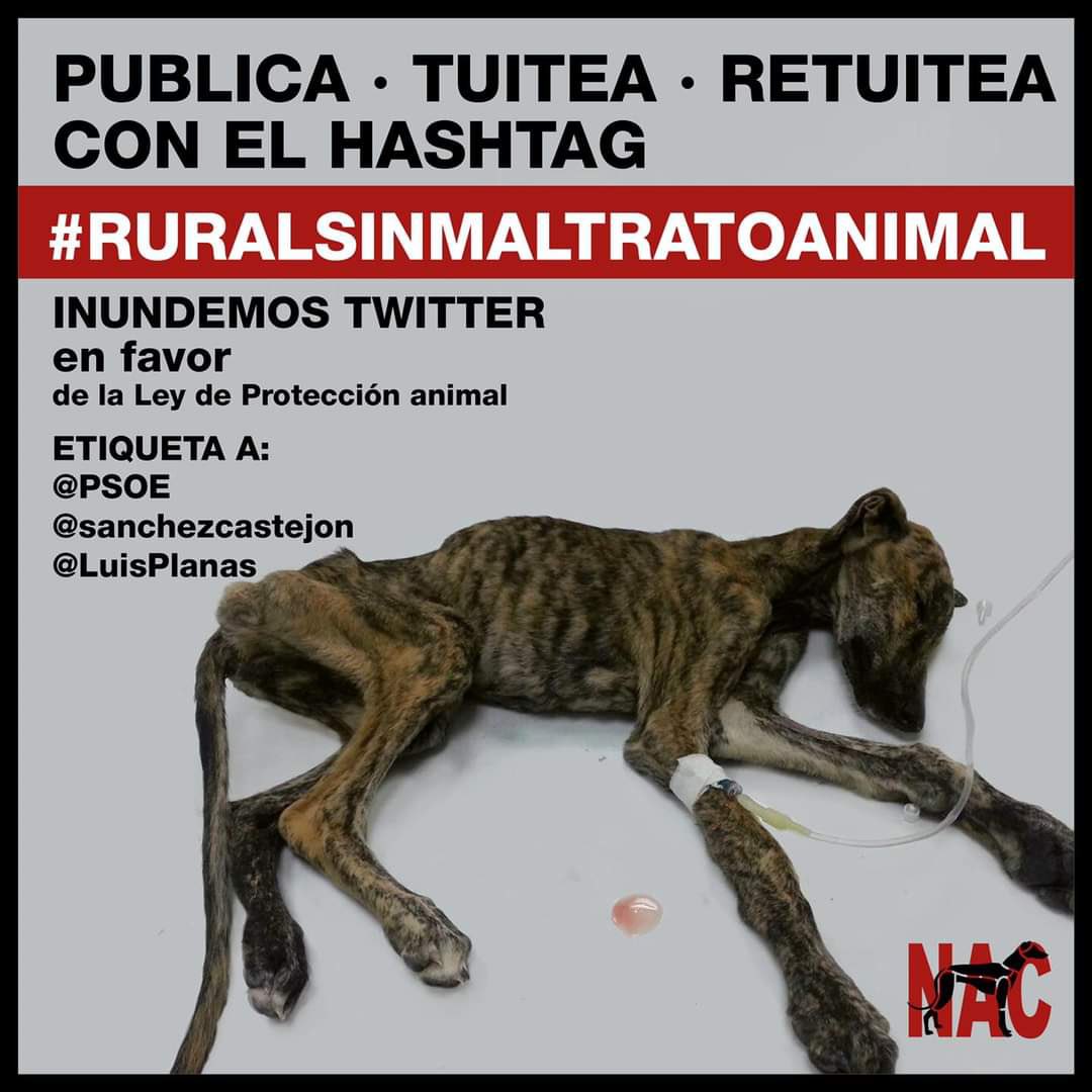 SOSGalgos's tweet photo. 😡 Cazadores, taurinos, ganaderos, terratenientes y vox se han unido para seguir defendiendo su tortura y maltrato de animales. 
Con la excusa de defender lo rural, buscan echar abajo la nueva Ley de Protección Animal. En resumen, IMPUNIDAD ante su maltrato. https://t.co/EdhQirTmqo