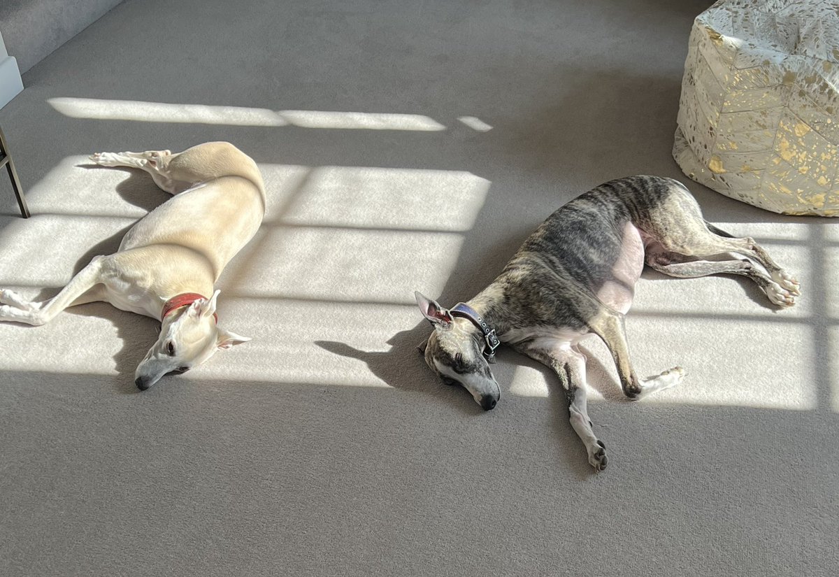 Sun! ☀️ relaxing with <a href="/Flo_whippet/">Flo</a>
