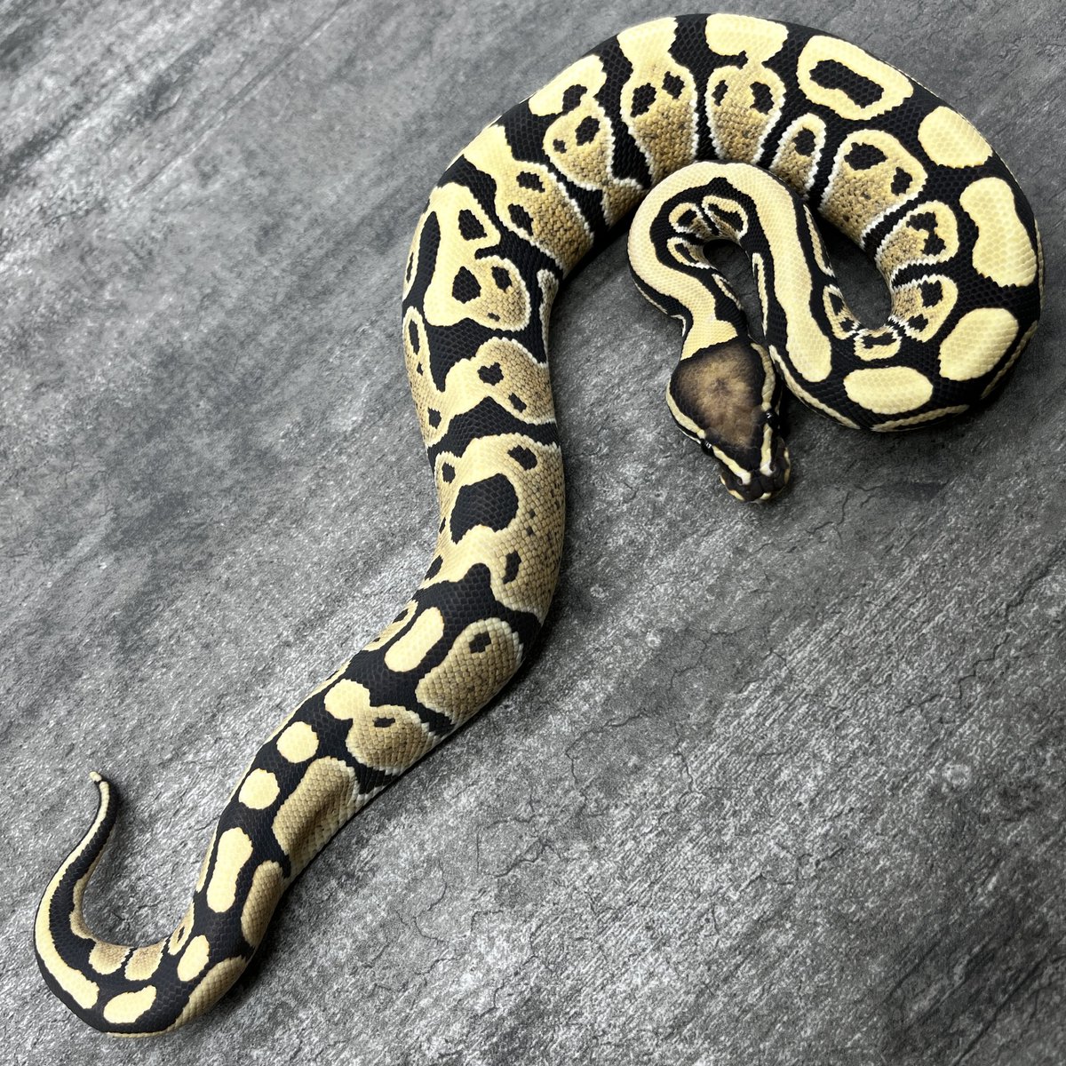 花綿 Pred1379 Twitter 花綿 Pred1379 Twitter