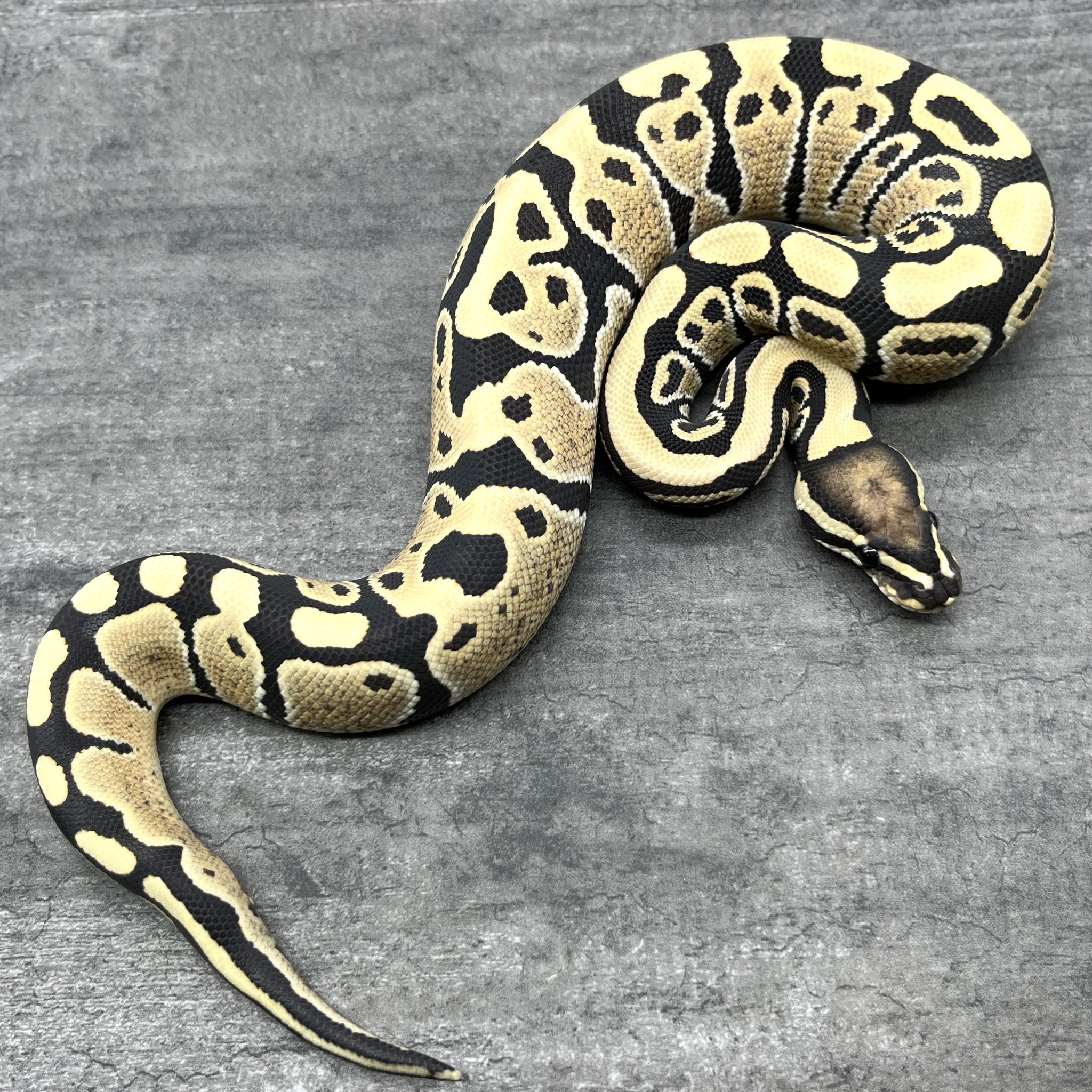 花綿 Pred1379 Twitter