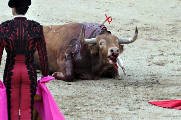 AidaGascon's tweet photo. La mani ’20M Rural’ utiliza a la gente del campo pero casualmente está sobrerepresentada por las federaciones de caza y el sector taurino. Y por el PP. 

Una manifestación similar pero el 23 de enero fue secundada por VOX.

#20MRural
#RuralSinMaltratoAnimal https://t.co/sEFgFBFLx8