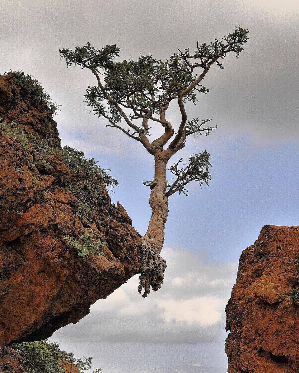 ninjasniperpon's tweet photo. A striking capture of a Boswellia sacra tree growing at the very edge of a rock. Fucking heroic. https://t.co/cssd8UWHtz