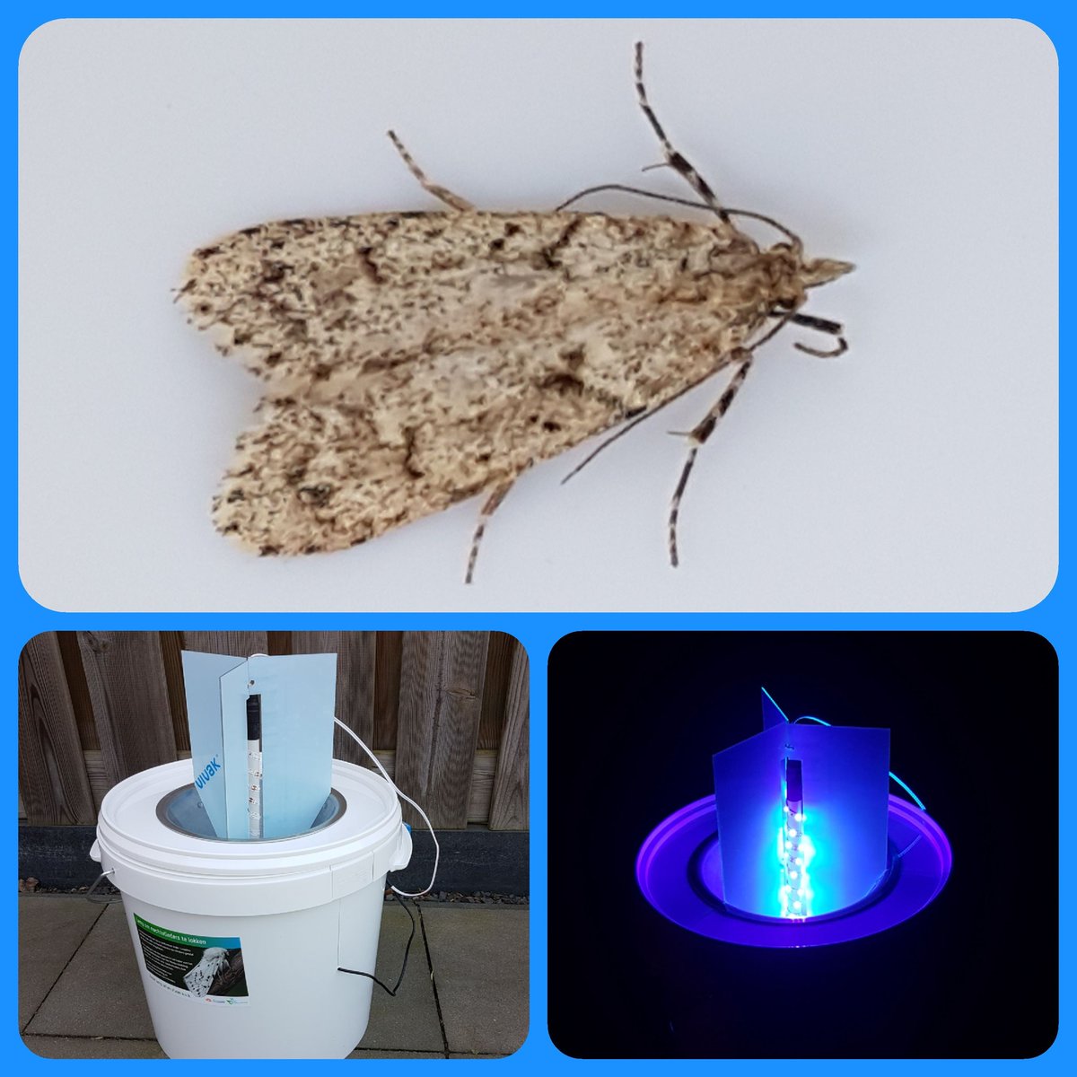 NielsvanPelt's tweet photo. Meetpunt aangemaakt bij de @vlinderNL voor de @Nachtvlinders Even een testje en gelijk een mooie #Voorjaarskortvleugelmot in de #LedEmmer @altenatuur https://t.co/WW7gPEVJJg
