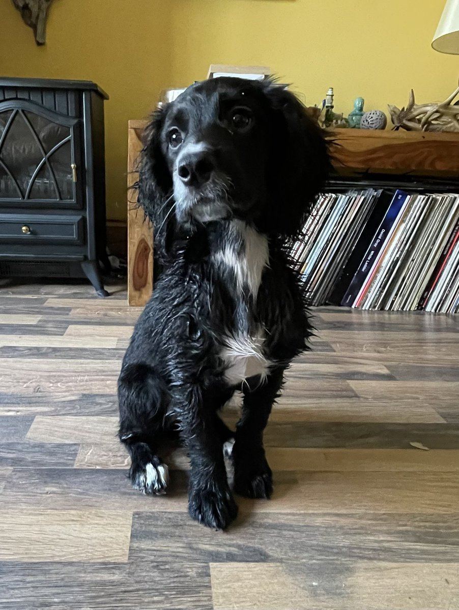 Post bath time and a lot less sandy now. 😌🐾