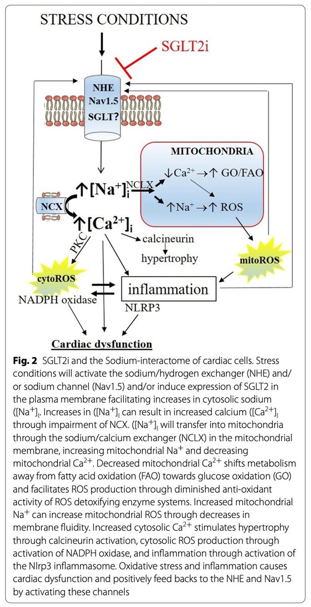 vic_pallares's tweet photo. 🗞️Direct cardiac effects of #SGLT2inhibitors
⚠️ iSGLT2 pueden tener efectos cardíacos directos q parecen estar mediados por la modulación de la concentración de #sodiointracelular➡️el #interactoma del Na+.
🔗https://t.co/T6TEVyMe5P
@gt_hta @SVCardio
@ValleAlfonso @almucastro01 https://t.co/o0aFhMT8a6