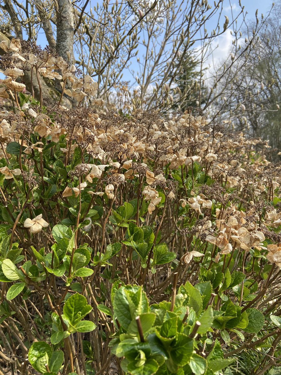 RTapps25's tweet image. Something very therapeutic about pruning last years hydrangea heads to make way for this year…bye 2021 hydrangea, hello 2022 #Spring #ImGettingOld #JoysOfGardening