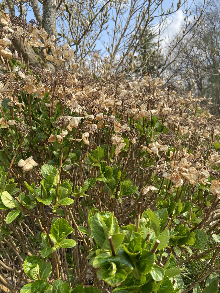 RTapps25's tweet image. Something very therapeutic about pruning last years hydrangea heads to make way for this year…bye 2021 hydrangea, hello 2022 #Spring #ImGettingOld #JoysOfGardening
