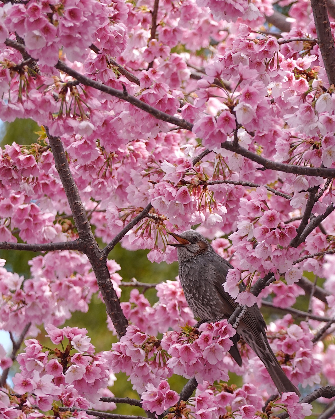 Yudai ブログ更新しました 上野公園の大寒桜とヒヨドリ メジロ T Co 5m8tlx4e9m 上野公園 大寒桜 ヒヨドリ メジロ 桜 野鳥 Rx100m7 T Co Tvqutjswtr Twitter
