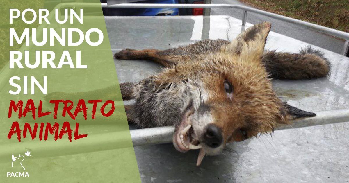 Anglica94655135's tweet photo. El mundo rural NO es maltrato, sadismo y explotación. En PACMA trabajamos cada día para llenarlo de empatía, respeto y VIDA.
¡Basta de fomentar la barbarie, @sanchezcastejon @LuisPlanas @Yolanda_Diaz_ @ionebelarra @PSOE @PODEMOS!

#RuralSinMaltratoAnimal https://t.co/pQgVKxha66