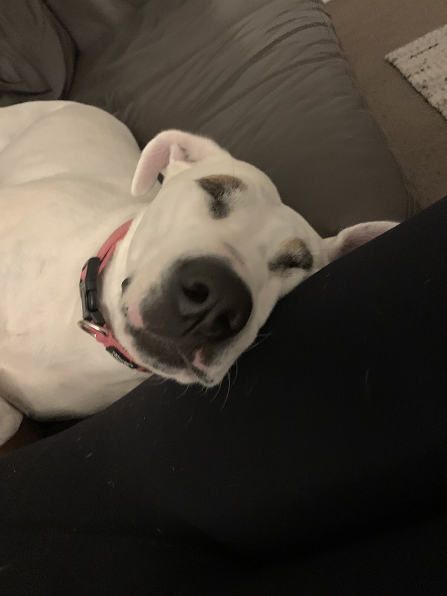 DaisyDog tweet media