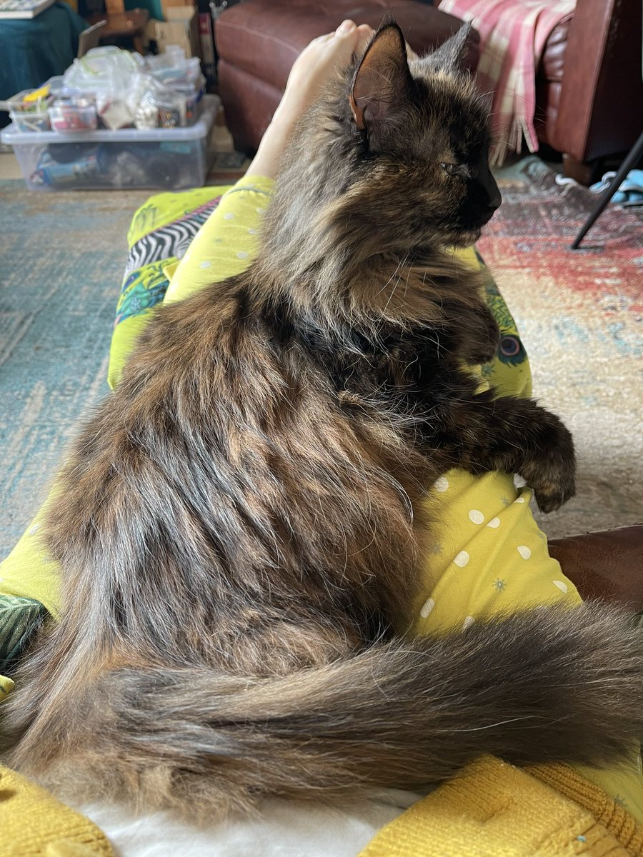 AnyaMarcoHarris's tweet photo. Sunday view and Sunday vibes. Hope you are all having a lovely restful and content day… just like Mattie here #SundayMorning #sundayvibes #bemoremattie #CatsOfTwitter #tortiesoftwitter #tortoiseshellcat #catmum https://t.co/5HVPlaB4F6