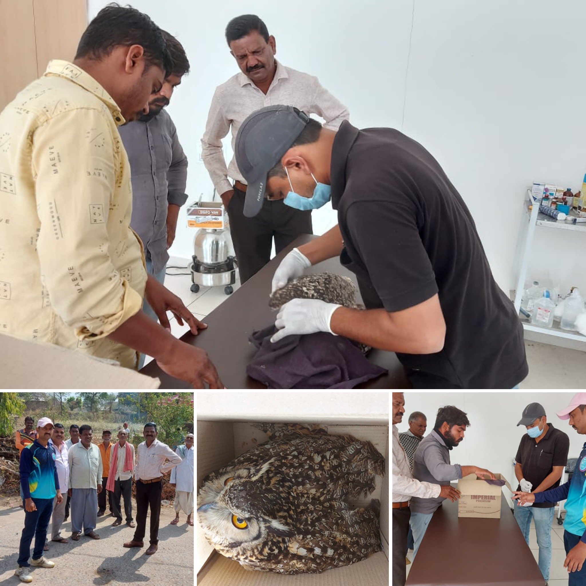 Dr Rajiv Kumar Gupta on Twitter "Locals rescued Indian Eagle Owl from