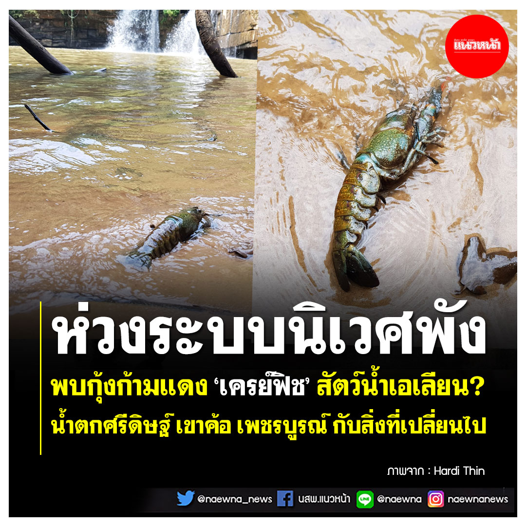 naewna_news's tweet photo. 👉 คลิกอ่าน https://t.co/eiKTjYRdo9
.
#เครย์ฟิช #กุ้งก้ามแดง #สัตว์น้ำเอเลียน #น้ำตกศรีดิษฐ์ #ข่าวโซเชียล
.
🛑 กลายเป็นเรื่องวิพากษ์วิจารณ์กันอย่างมาก เมื่อเฟซบุ๊ก “Hardi Thin” โพสต์ภาพกุ้งชนิดหนึ่งพร้อมระบุว่า “น้ำตกศรีดิษฐ์ เขาค้อ เพชรบูรณ์ กับสิ่งที่เปลี่ยนไป” https://t.co/fXK6MFYM8l