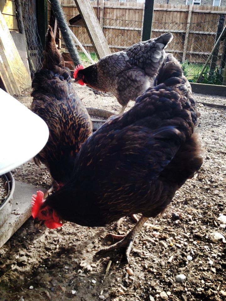 bruntonchicks's tweet photo. Throwback to 8 years ago and my first ever flock of chickens. ❤️ https://t.co/jZRonnkgPp