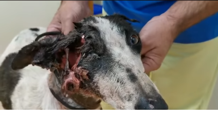 SerAnimales's tweet photo. Esta es la verdad de la caza: matar y torturar por diversión @sanchezcastejon @LuisPlanas @PSOE #RuralSinMaltratoAnimal https://t.co/Ejr5TmuSP6
