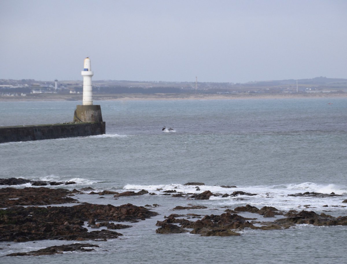 NatalieAHood's tweet photo. Might just hang around here for the rest of the day 👀 Dolphins are out at Greyhope bay again today ❤️ 🐬 

#DolphinsABDN #Dolphin #Aberdeen https://t.co/ZmEzZ28Esa