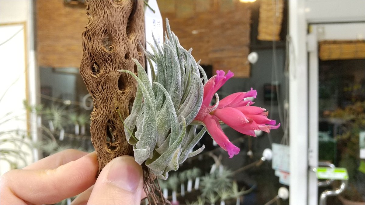 Tillandsia sprengeliana x brachyphylla 84500円 スプレンゲリアナx