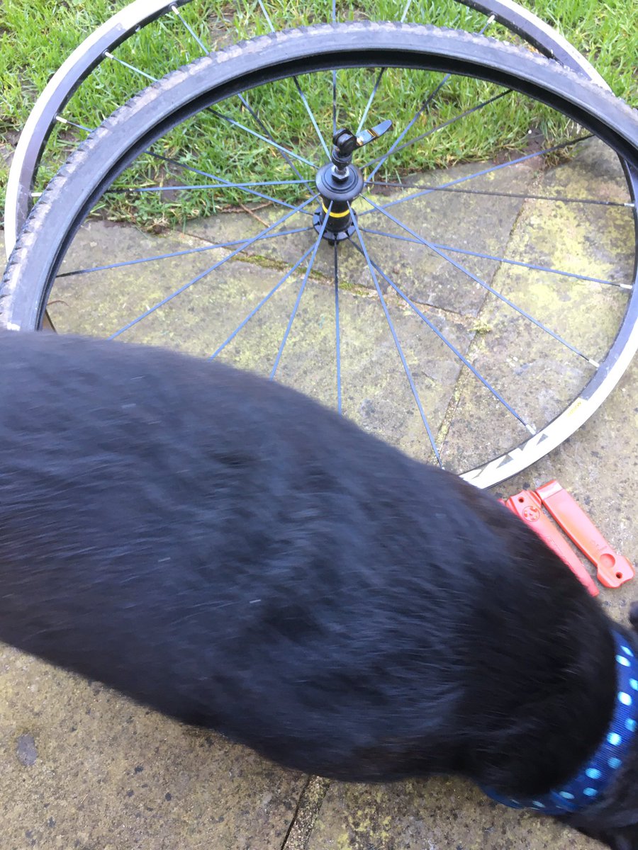 asifamhp's tweet photo. Certain words & a plea to the almighty, may or may not have been used… in the fixing of said puncture🚴🙉🙈🙊✔️
*That #AMHPhound did not help one small bit✔️
**Them stones need doing✔️
***It never ends #AMHPjobs #AMHPpottering✔️ https://t.co/j7vRa0G8P5