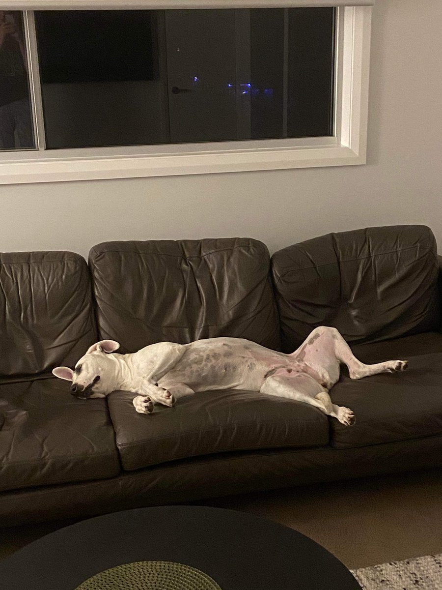 DaisyDog tweet media