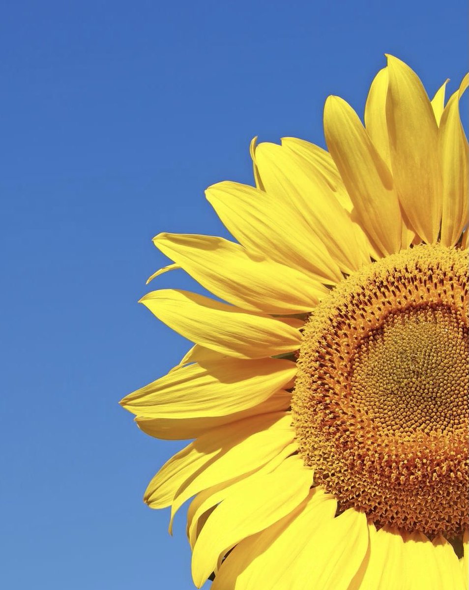 Feeling emotional that the total is still rising. Feeling the ❤️ #musiciansforUkraine ⁦<a href="/MirandaGomperts/">mirandagomperts</a>⁩ ⁦⁦<a href="/Steve_Bingham/">Steve Bingham</a>⁩ ⁦<a href="/Origaminal/">Thanea Hodges</a>⁩ ⁦<a href="/BBCLookEast/">BBC East</a>⁩ ⁦<a href="/BBCCambs/">BBC Cambridgeshire</a>⁩