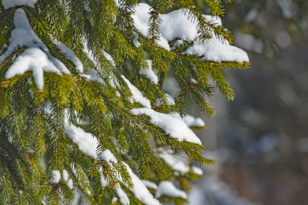 poloska25's tweet photo. Close up.
#snow #winter #tree #brenches #snowing #green #naturelovers #photography https://t.co/nq0HItkOAX