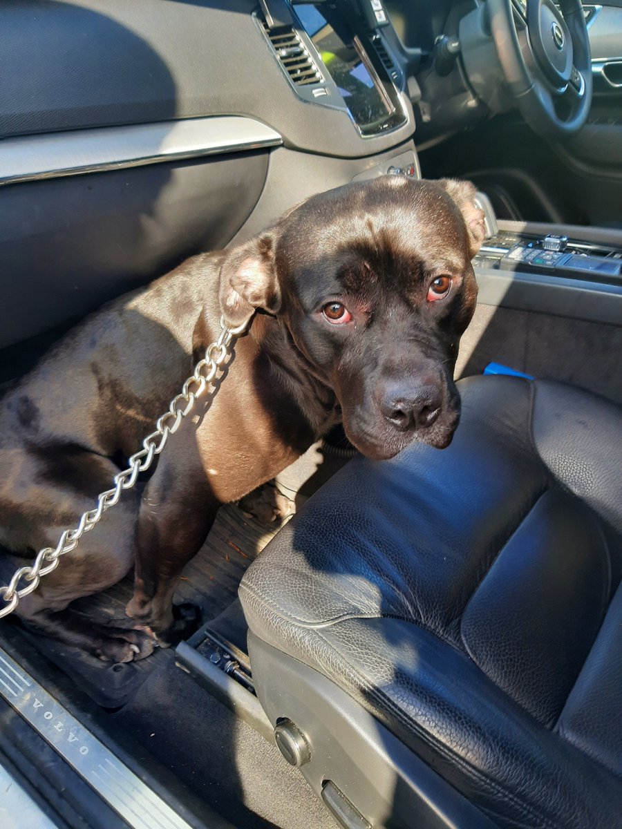 FOUND stolen Motor Vehicle on False plates. Found this Chappy in the back. Do you recognise this Vehicle? Do you recognise this Dog? Lets get them back to their rightful owner! Any information would be great - Please contact 101. #fourleggedfriend #PleaseHelp