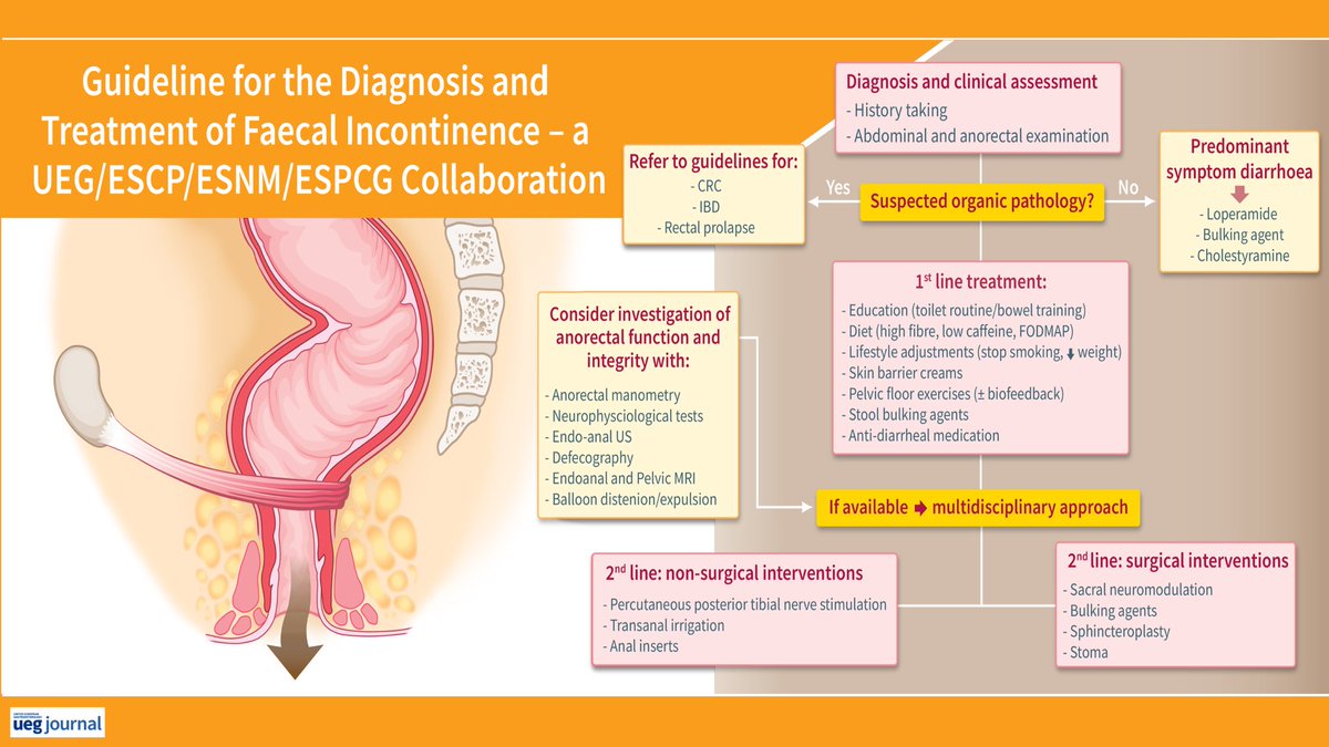 📌 Faecal Incontinence

🔸 diagnosis
🔸 treatment

<a href="/my_ueg/">my_UEG</a>  <a href="/escp_tweets/">European Society of Coloproctology</a>  <a href="/esnm_eu/">ESNM.eu</a>  ESPCG guidelines 

onlinelibrary.wiley.com/doi/full/10.10…
#GITwitter #MedEd