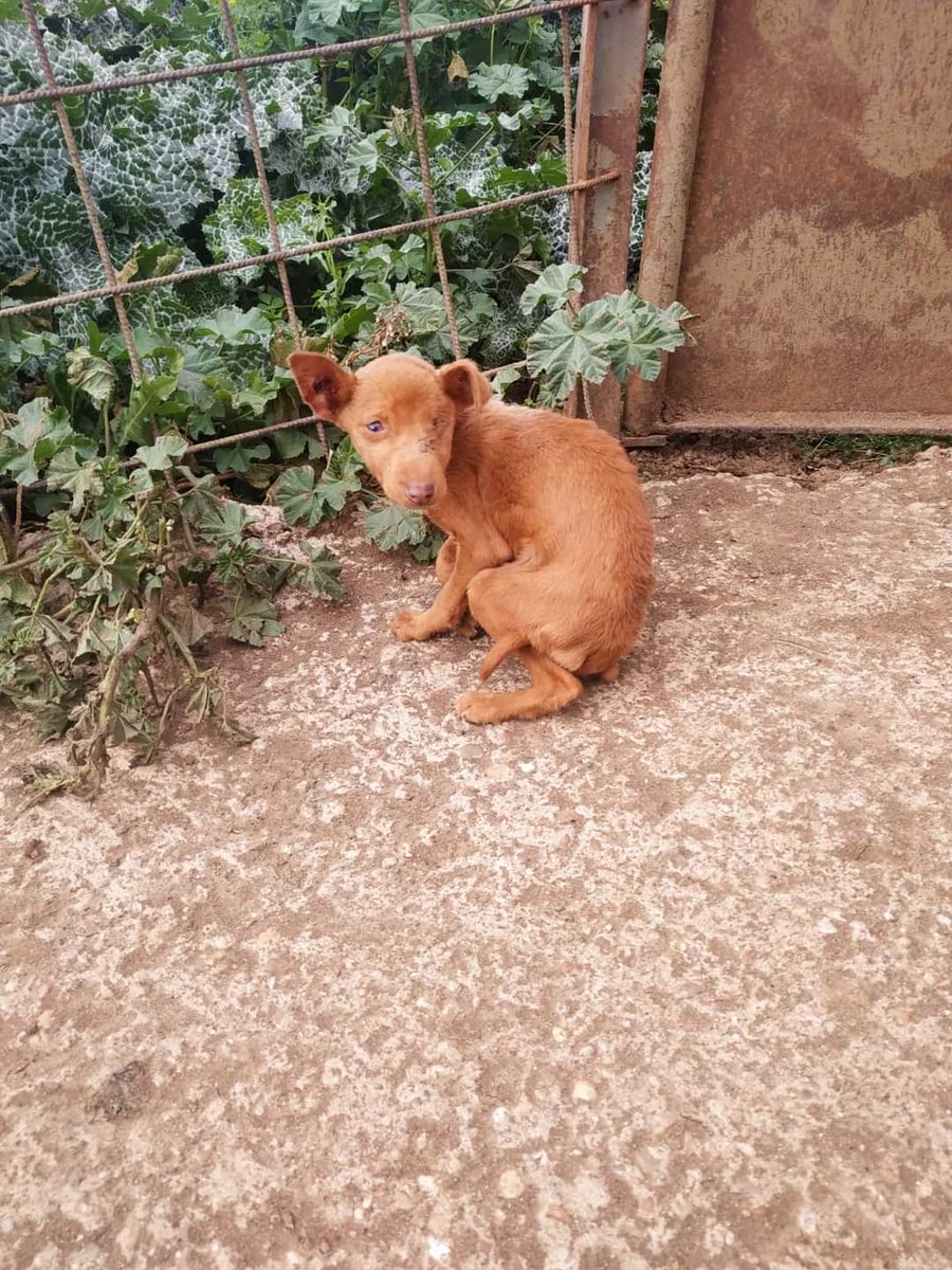 Uprodea_informa's tweet photo. La explotación y miserias que viven estas criaturas tan nobles como Rita, Alameda y Ginger son inimaginables. Os animamos a luchar en contra de esta aberrante costumbre en la que cada año miles de galgos y podencos son tratados con crueldad.

#RuralSinMaltratoAnimal 
#NoALaCaza https://t.co/C3YwtDsACh