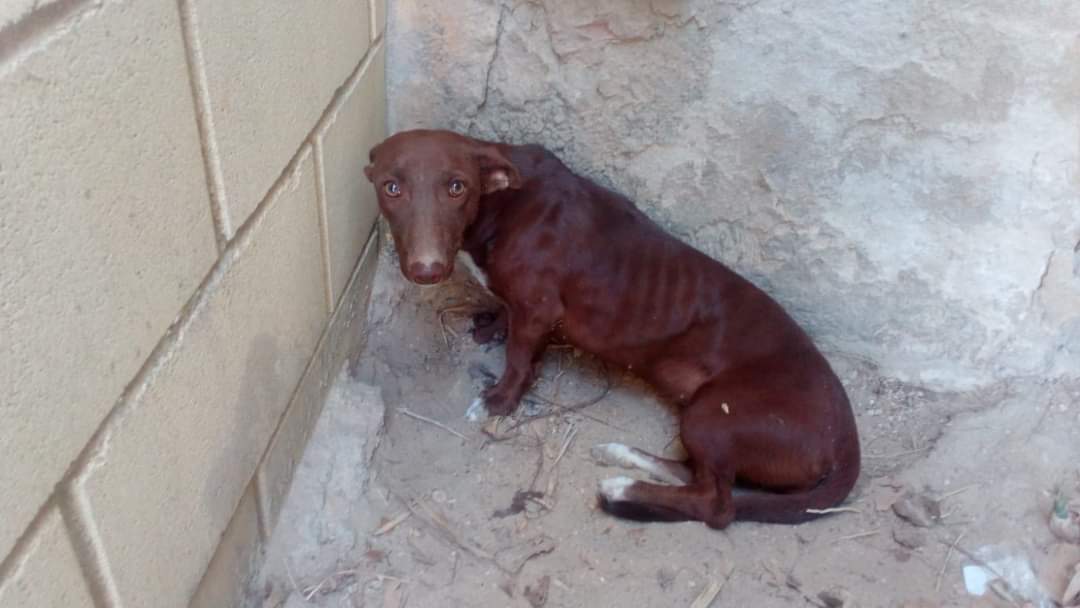 Uprodea_informa's tweet photo. La explotación y miserias que viven estas criaturas tan nobles como Rita, Alameda y Ginger son inimaginables. Os animamos a luchar en contra de esta aberrante costumbre en la que cada año miles de galgos y podencos son tratados con crueldad.

#RuralSinMaltratoAnimal 
#NoALaCaza https://t.co/C3YwtDsACh